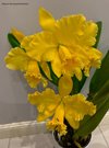 Blc.Delta King 'Tangerglow'..